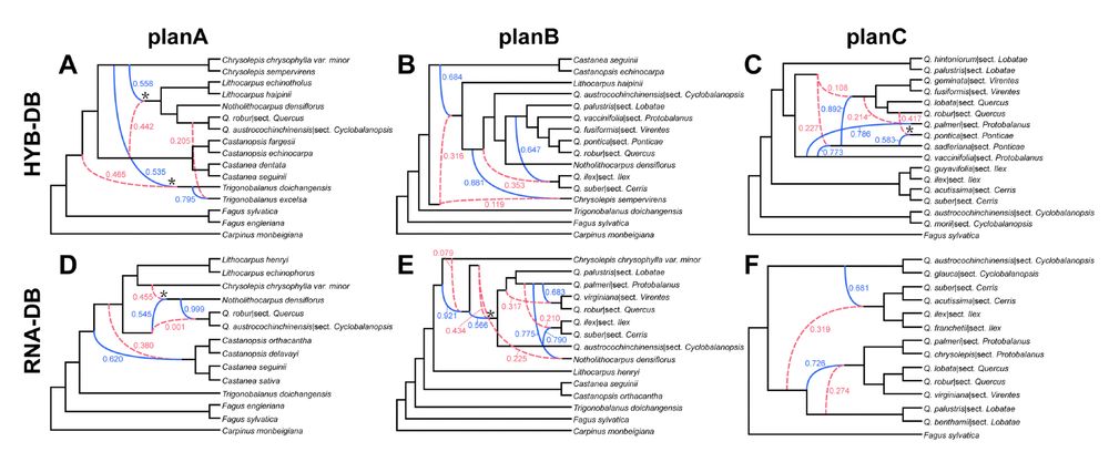 Figure S21. Species networks from reduced-representation datasets of oaks and Fagaceae. A. Optimal network under the “planA” taxon set of Fagaceae using the Hyb-Seq dataset (represented by the HYB-114RT dataset here). B. Optimal network under the “planB” taxon set of Fagaceae using the Hyb-Seq dataset. C. Optimal network under the “planC” taxon set of oaks using the Hyb-Seq dataset. D. Optimal network under the “planA” taxon set of Fagaceae using the transcriptome dataset (represented by the RNA-4853RT dataset here). E. Optimal network under the “planB” taxon set of Fagaceae using the transcriptome dataset. F. Optimal network under the “planC” taxon set of oaks using the transcriptome dataset. Dashed red curved branches denote the minor edge of a reticulate node while solid blue curved branches denote the major edge of a reticulate node. Values next to curved branches denote the inheritance probabilities. A reticulate node with an asterisk denotes that its parents contributed relatively equivalent inheritance probabilities (~ 0.5 vs. 0.5). Abbreviations: sect. CY, sect. Cyclobalanopsis.