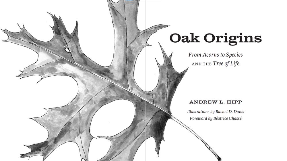 Title page from Oak Origins: From Acorns to Species and the Tree of Life, by Andrew L Hipp, illustrated by Rachel D Davis, with forward by Béatrice Chassé. 

Title page features a Hill's oak leaf (Quercus ellipsoidalis) illustrated in pen and ink with watercolor wash by Rachel Davis.

https://press.uchicago.edu/ucp/books/book/chicago/O/bo236998258.html