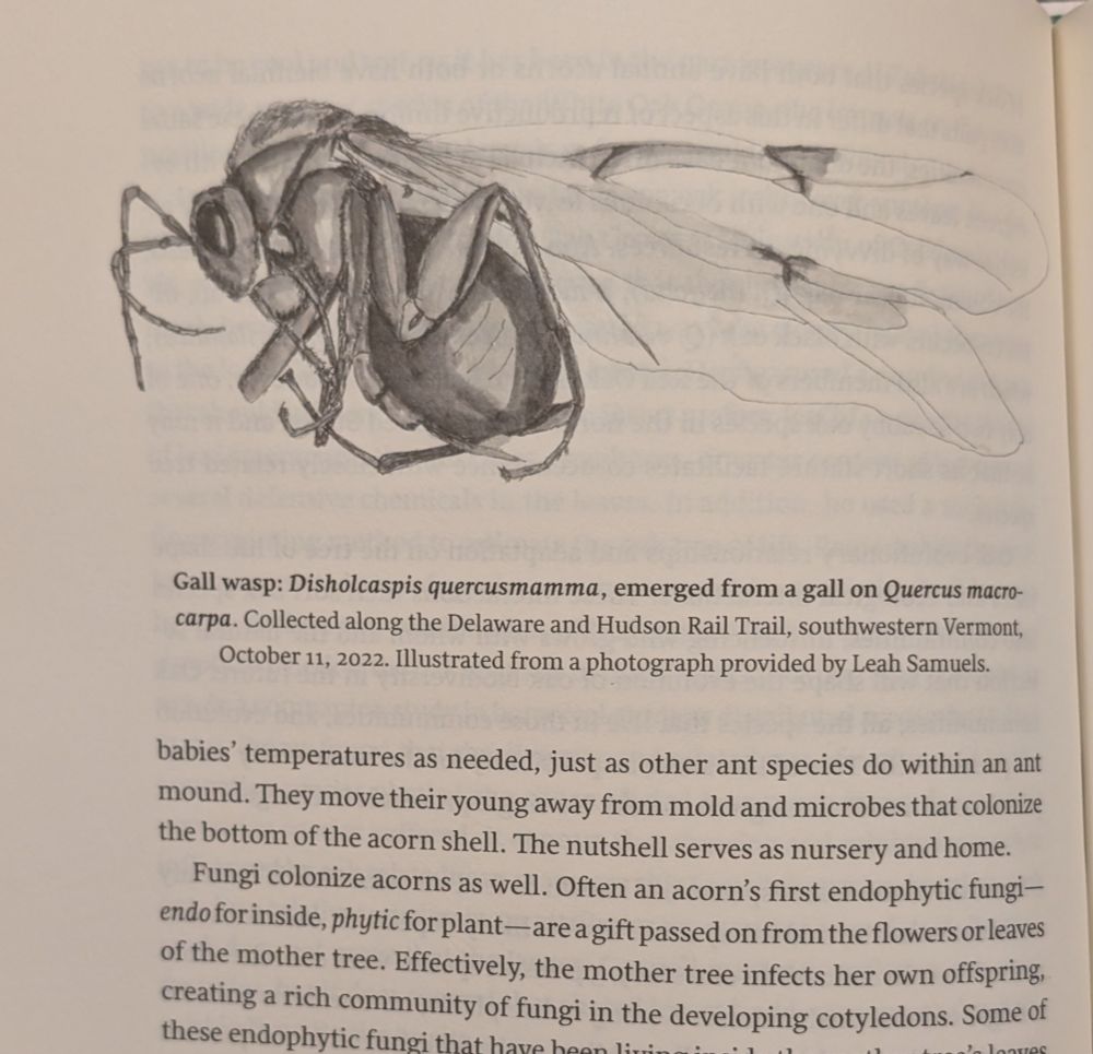 Illustration of Gall wasp, Discholcaspis quercusmamma, from chapter 7 of the book.