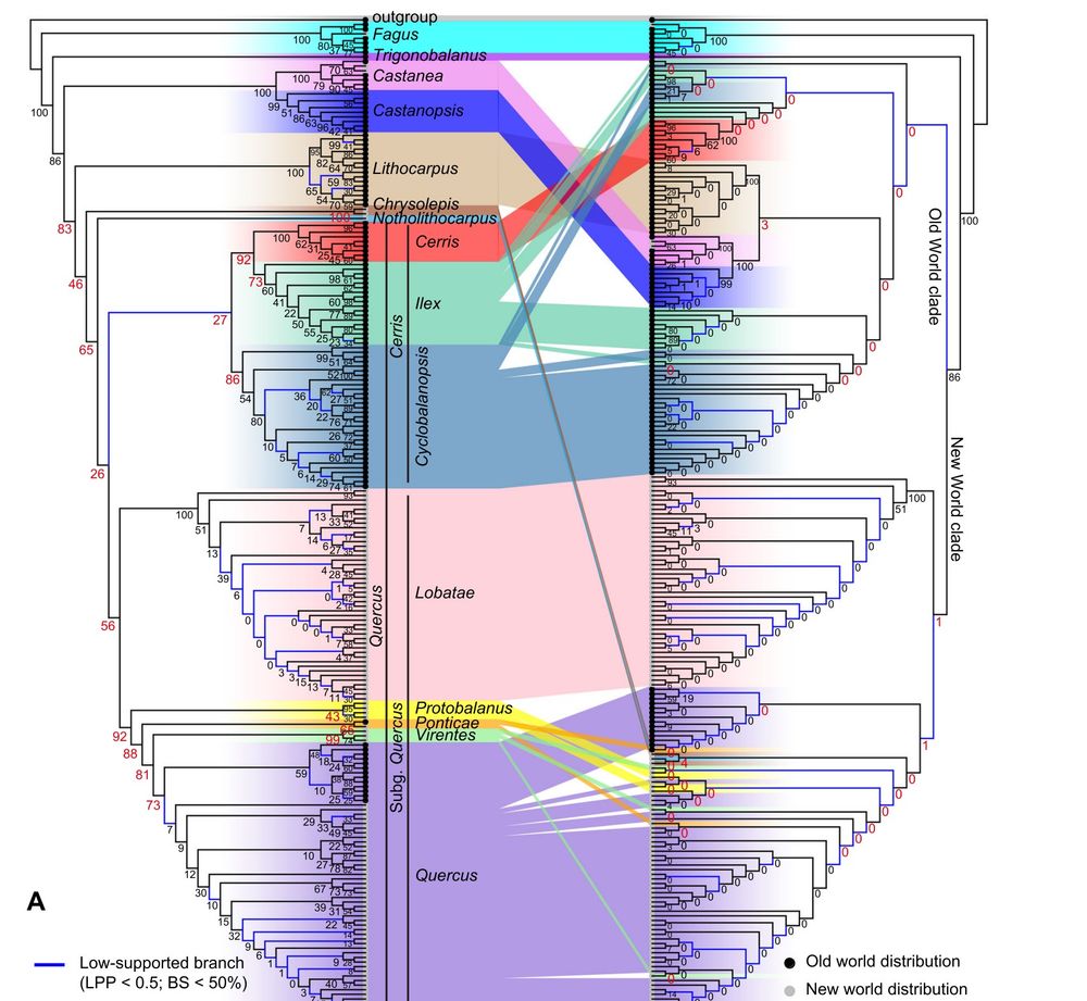 Figure 2. Discordance between nuclear and chloroplast phylogenies for oaks and relatives
(A) Cophylogeny showing incongruence between the nuclear ASTRAL (left; HYB‐98RT) and unpartitioned chloroplast maximum likelihood (ML) (right) trees.
Tip labels are shown in Figure S15. Clade frequencies of gene trees from the coalescent simulations are shown near the nodes; clade frequencies
associated with deep cytonuclear discordances are red and enlarged.