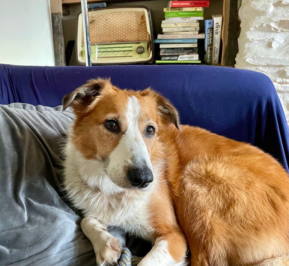 a sheepdog who wants to know why you're sitting on her couch