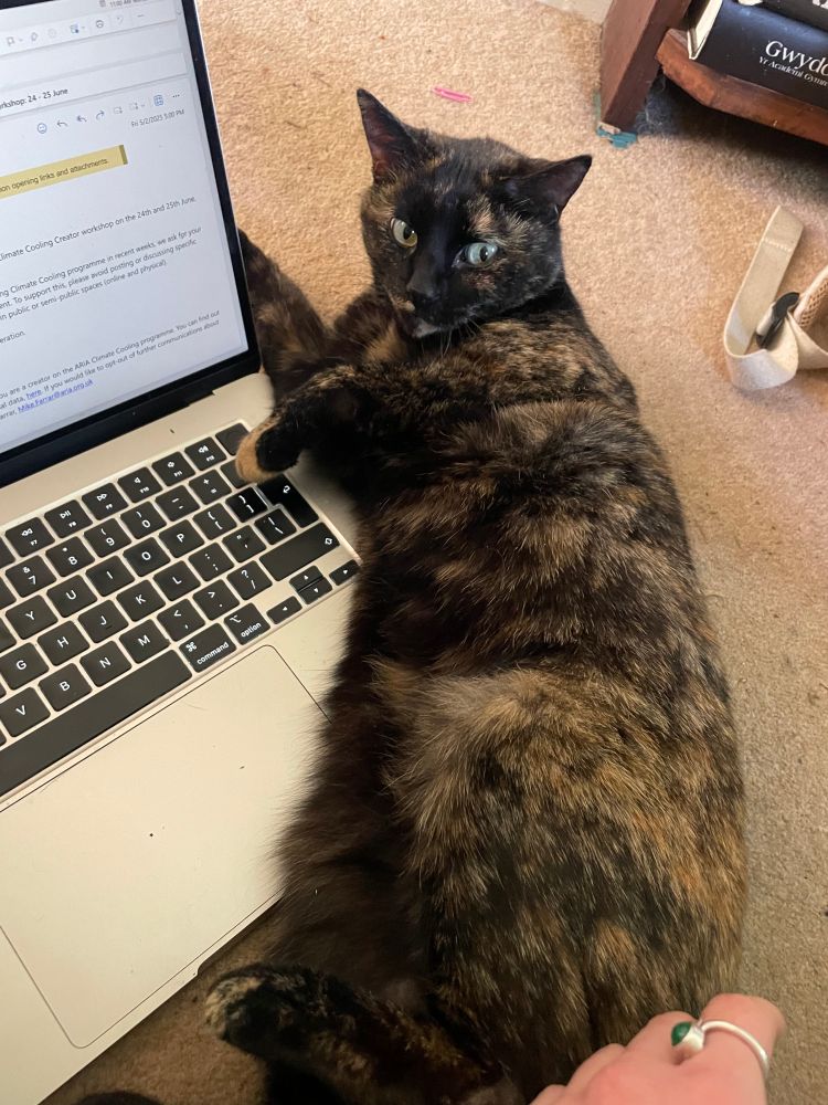 a pretty tortoiseshell cat 