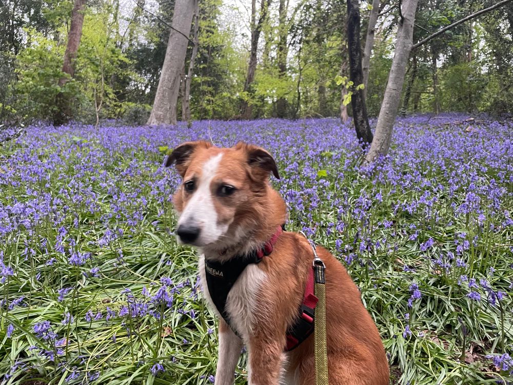a sheepdog who looks annoyed to be standing in a beautiful field of bluebells