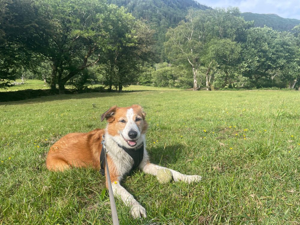 a smiling sheepdog 