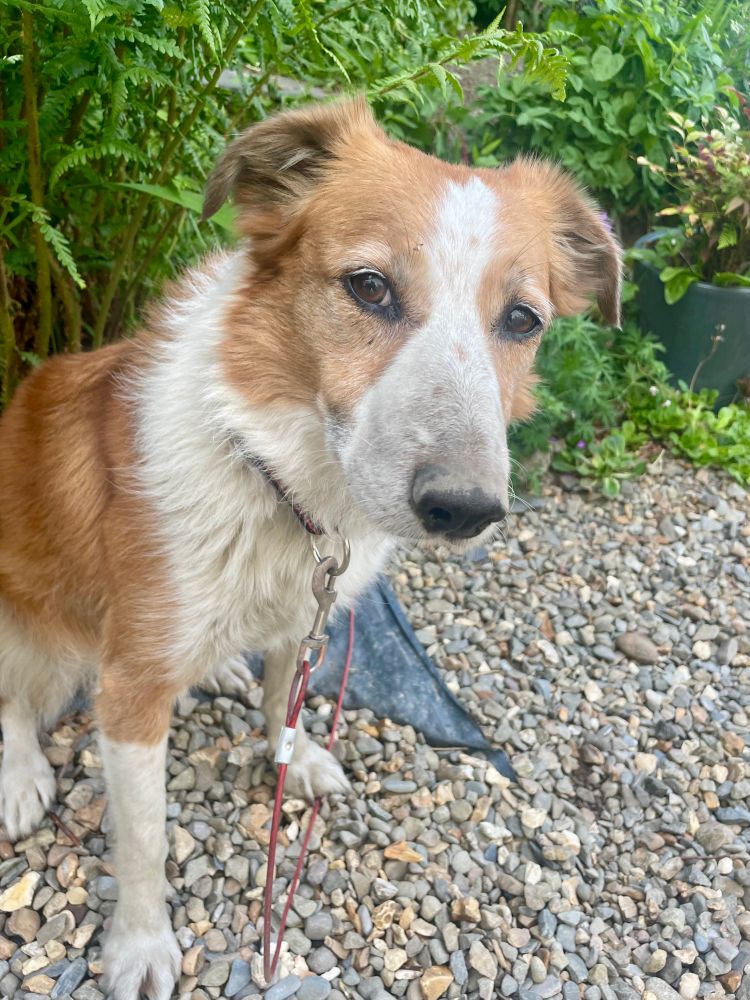 a sheepdog with a very dirty nose from her gardening