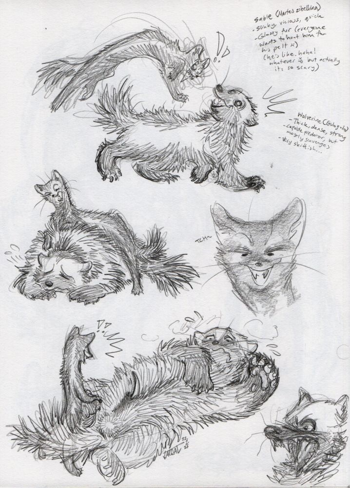 a sketch page featuring a two mustelid boys: a smarmy sable and a nervous wolverine. the wolverine seems to have a bit of a crush on the sable, who is all too happy to tease him mercilessly! the notes read: "Sable (Martes zibellina). -slinky, vicious, quick -glossy fur (everyone wants to hunt him for his pelt :( ) (he's like. haha! whatever >:P but actually it's so scary)" and "Wolverine (Gulo gulo). -thick, dense, strong -capable predator, but mostly scavenges -very skittish..."