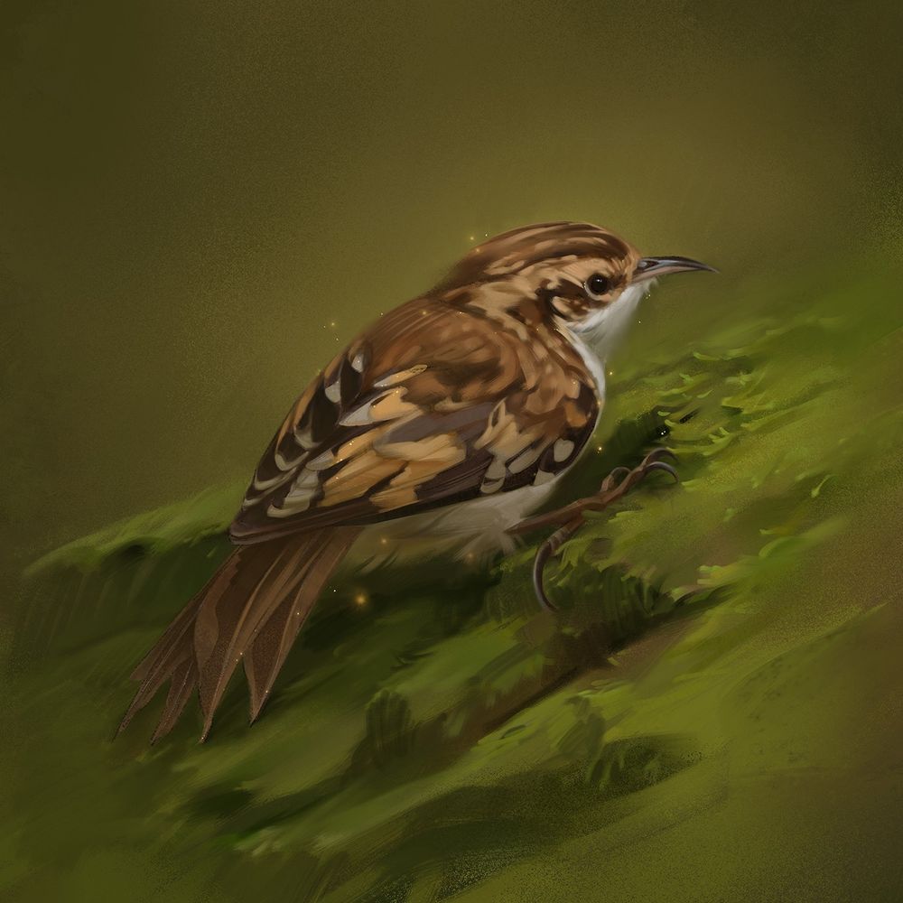 digital painting of an eurasian treecreeper sitting on mossy tree bark