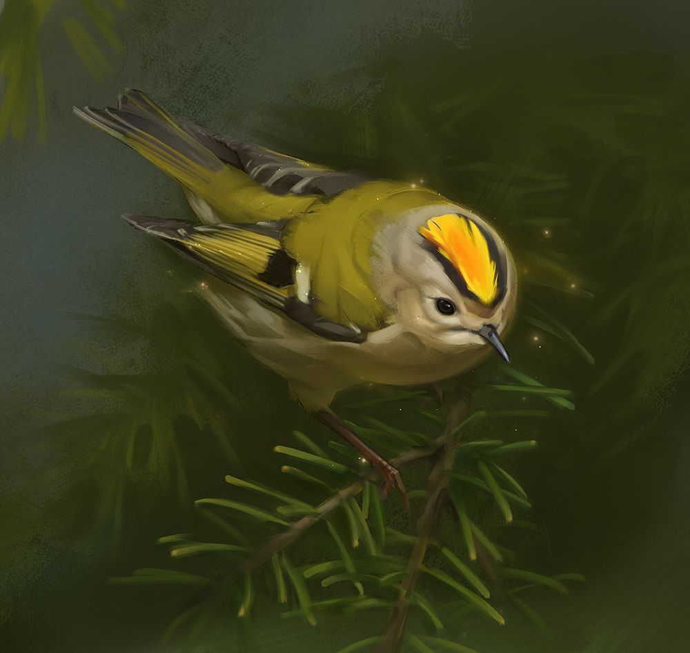 digital painting of a goldcrest perching on a spruce branch