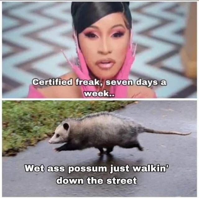 Top: Cardi B rapping the following lyrics from her song: "WAP": "Certified freak, seven days a week.."

Bottom: The lyrics to "WAP" being replaced with "Wet ass possum just walkin' down the street"