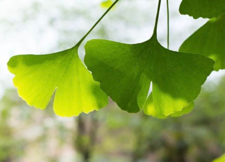 Zwei grüne Ginkoblätter, die von der Sonne angeschienen und teils lichtdurchflutet wirken. Der Hintergrund ist unscharf, man ermahnt weitere Pflanzen.