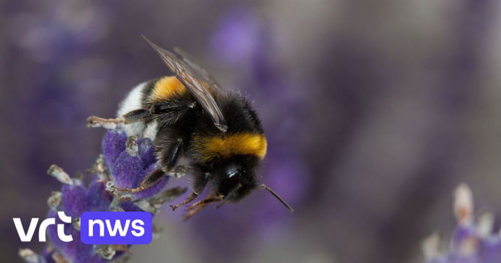 Hommels, vlinders en zweefvliegen bleven deze zomer weg