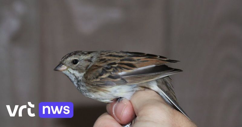 Primeur in het Zwin: zeldzame maskergors voor het eerst gespot in België