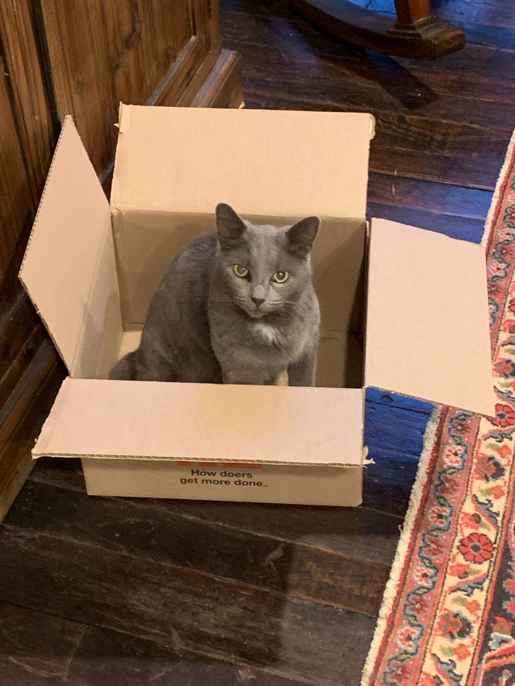The tuxedo kitty jumped out and a grey kitty jumped into the new box. 