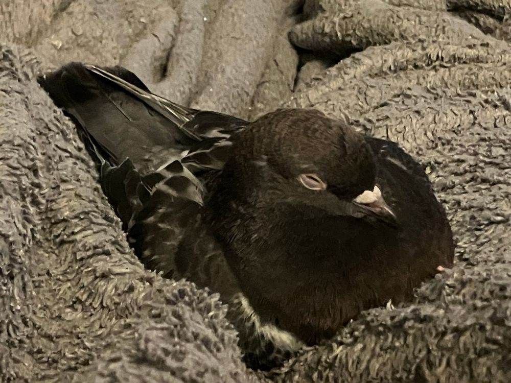 Small black pigeon nestled down on a fuzzy gray blanket. Eyes closed is utter peace. 