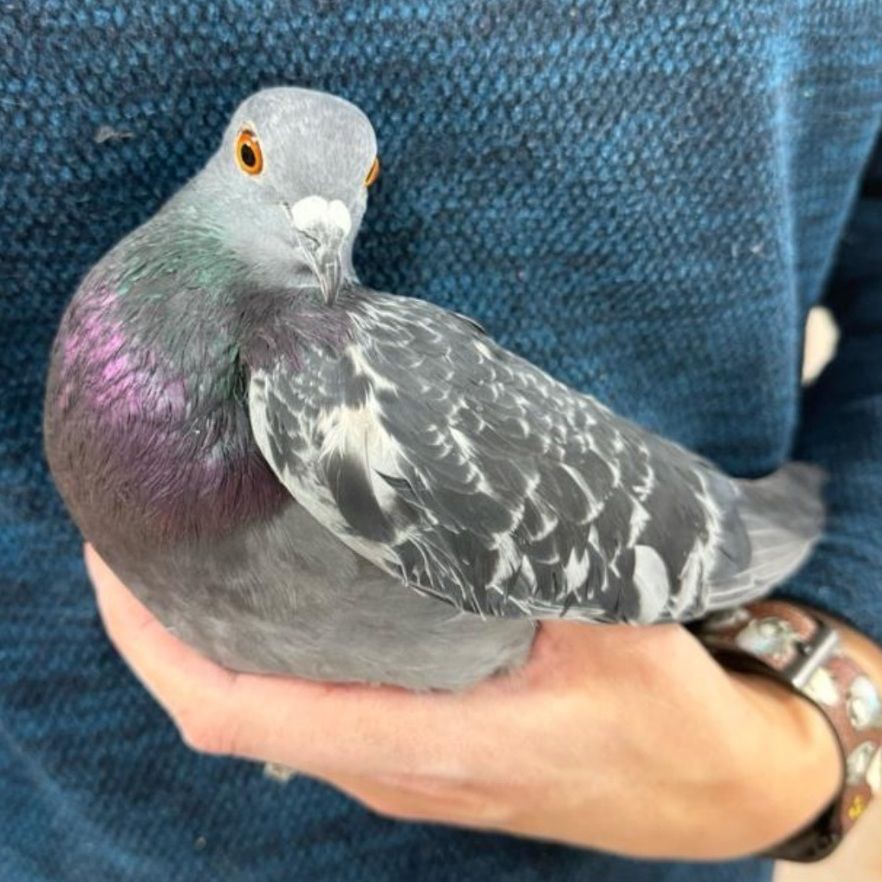Handsome gray pigeon with iridescent grean and purple feathers on his neck. He is cradled comfortably in someone's hand. 