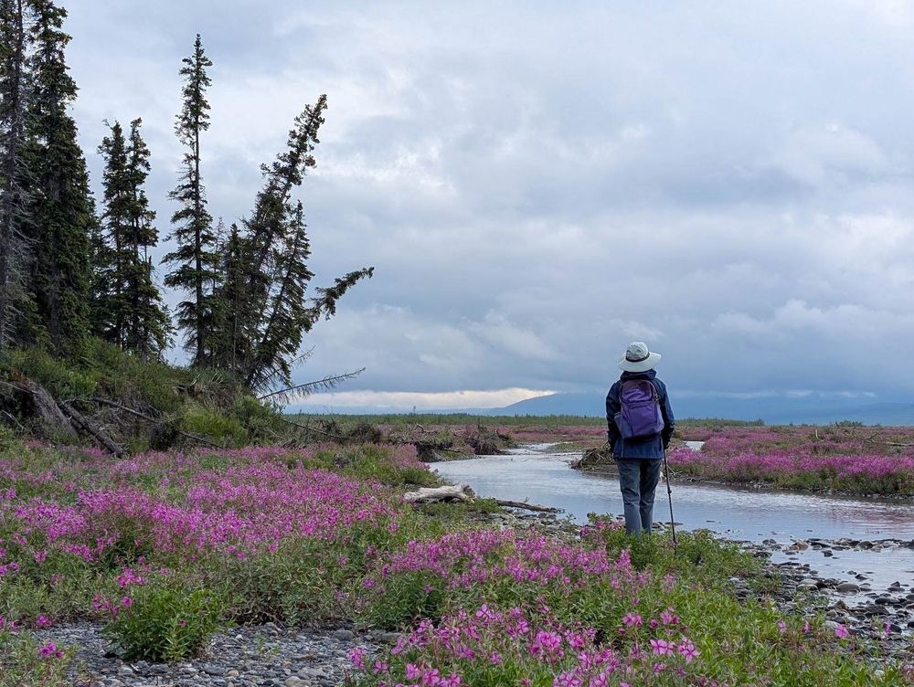Woman hiking in Denali National Park
