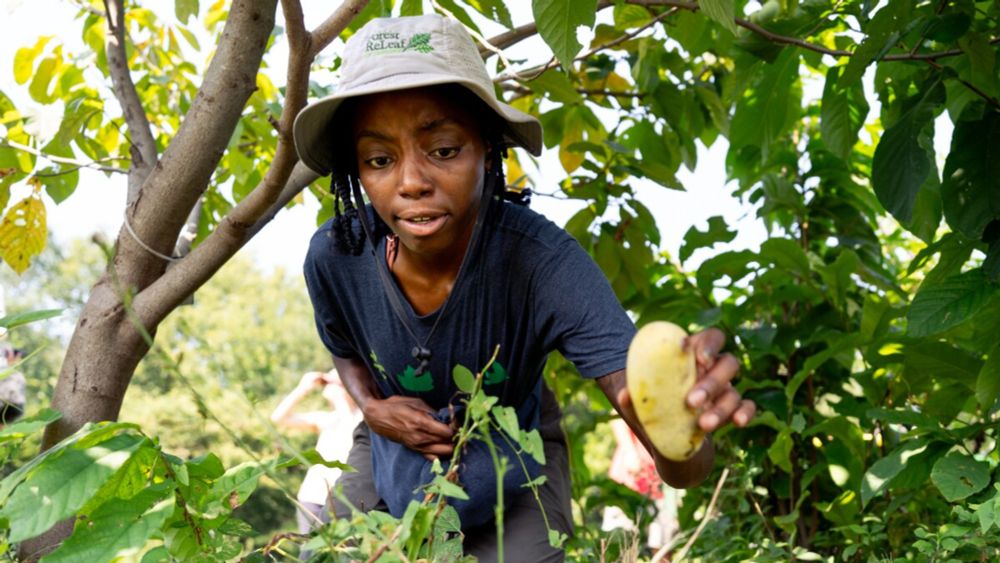 Pawpaws get their moment in the sun as festivals promote America’s native fruit