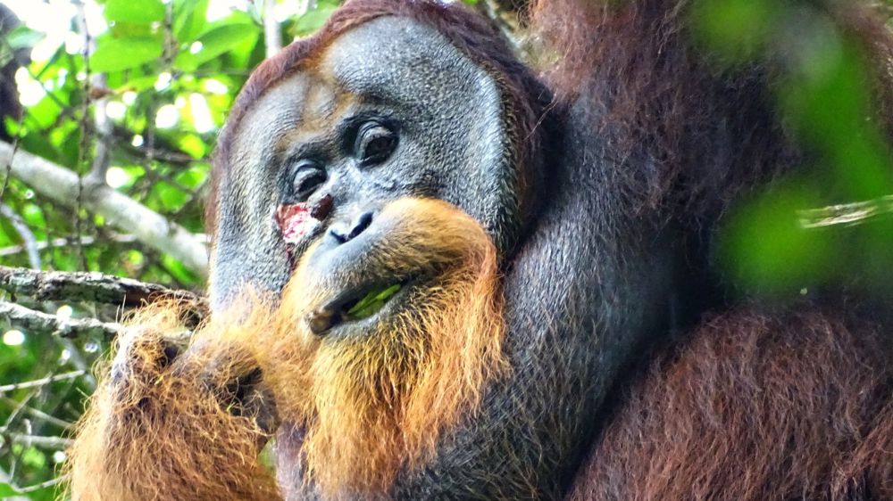 Orangutan in the wild applied medicinal plant to heal its own injury, biologists say