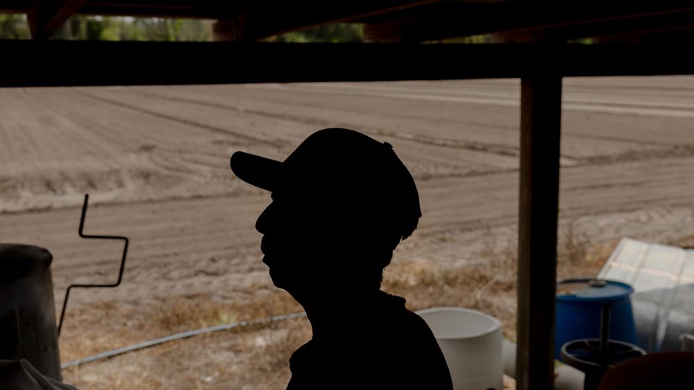U.S. farmers are feeling the impact of Trump's immigration crackdown. In some communities, immigration raids have slowed farm operations. NPR reports from Central Florida's strawberry region.