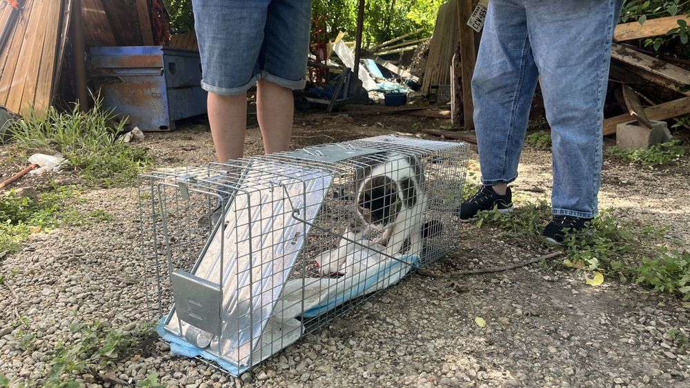 In the Texas flood zone, volunteers help reunite lost pets with their owners