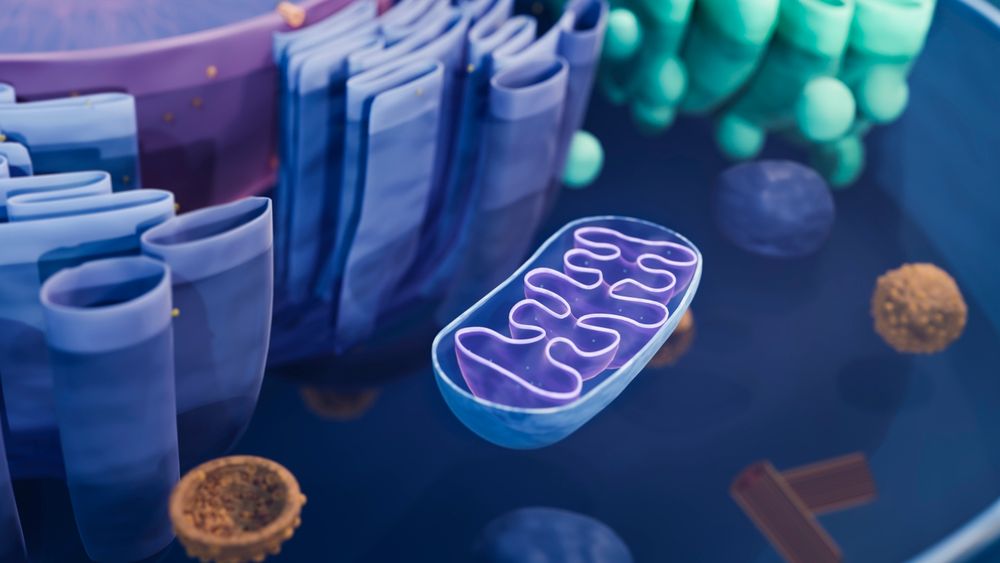 How a third parent's DNA can prevent an inherited disease
