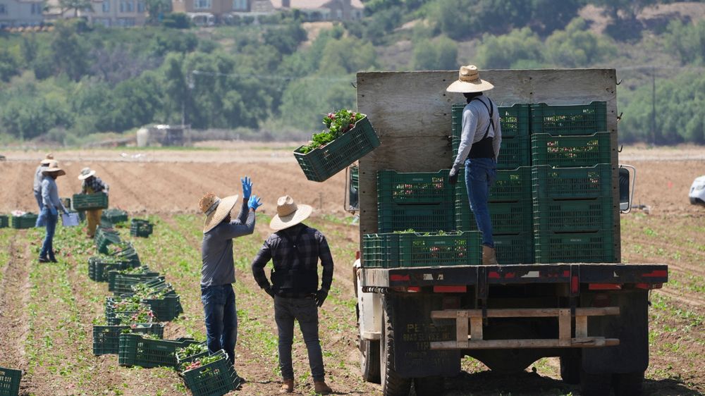 Americans will feel impact of immigration enforcement on farms, union president warns