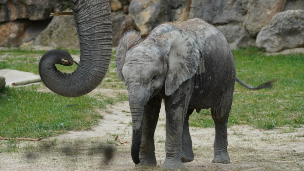 There’s a wrinkle — or many — in the story behind an elephant’s trunk