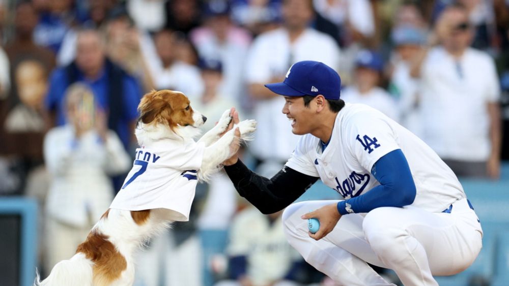 Shohei Ohtani's dog 'throws out' 1st pitch at Dodgers game