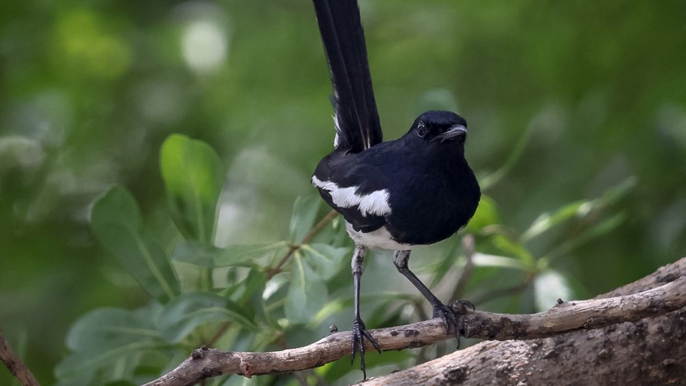 A new study knocks down a popular hypothesis about why birds sing at dawn