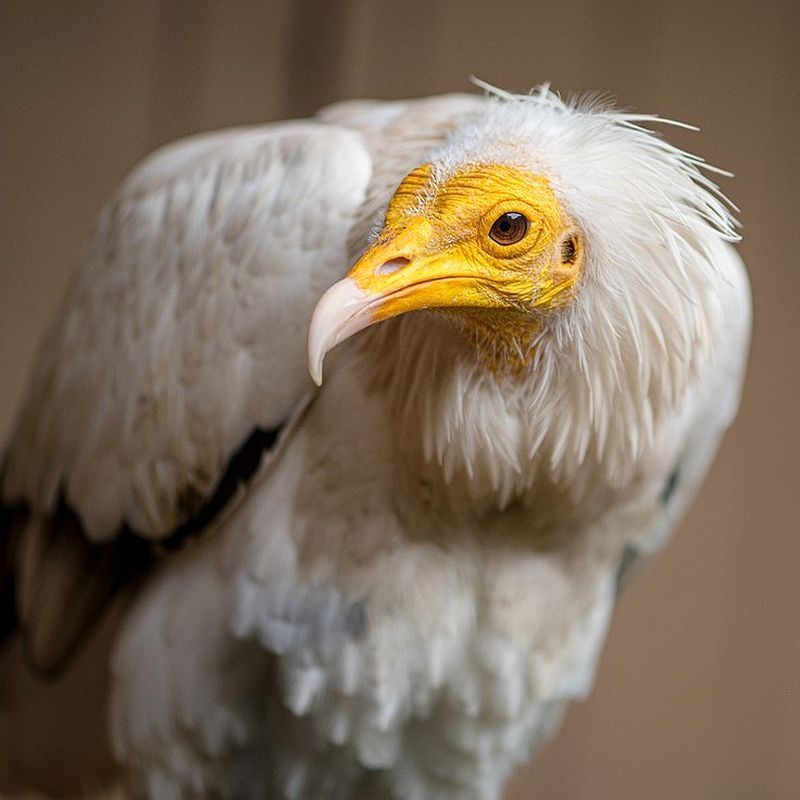 Close up of an Egyptian vulture.