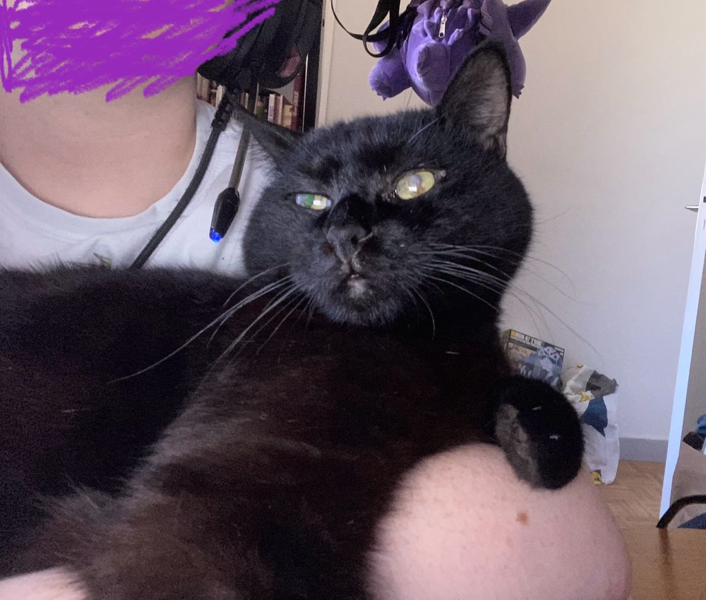 Roosevelt le chat noir dans les bras de Clark