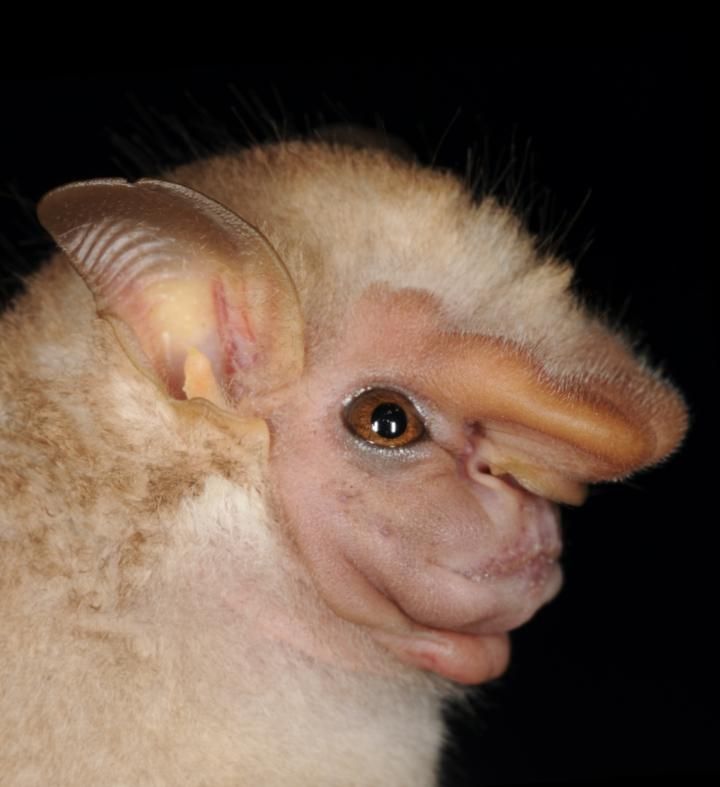 photo d'une sphaeronycteris