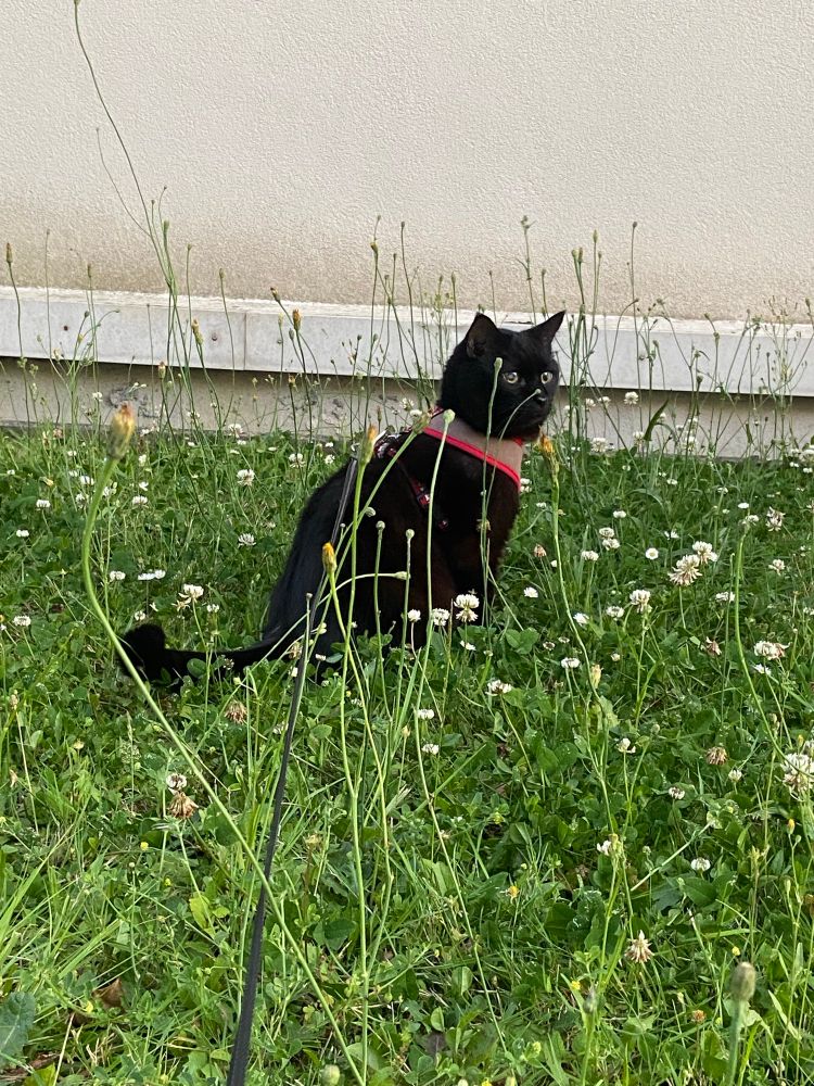 Roosevelt en promenade 