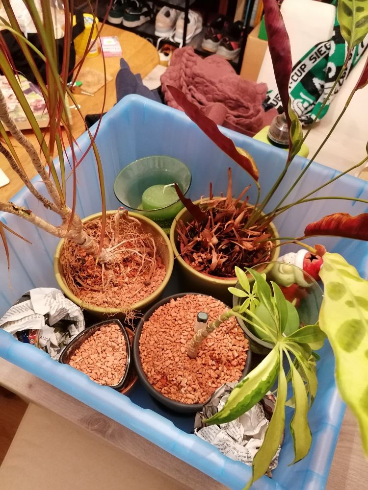 3 Pflanzen und Deko in einer Kiste. Bei der einen sieht man die Wurzeln.