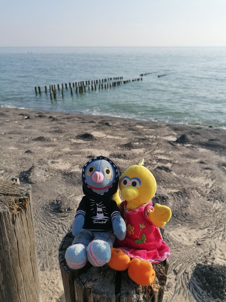 Zwei Plüschtiere, Grobi und Bibo aus der Sesamstraße (Grobi im blauen Hoodie mit Leuchtturm, Jeans und Socken, Bibo im pinken Kleid mit Blumenmotiv), sitzen auf einer Buhne vor dem asphaltierten Strand von Westkapelle. Im Hintergrund sieht man die Nordsee und weitere Buhnen.