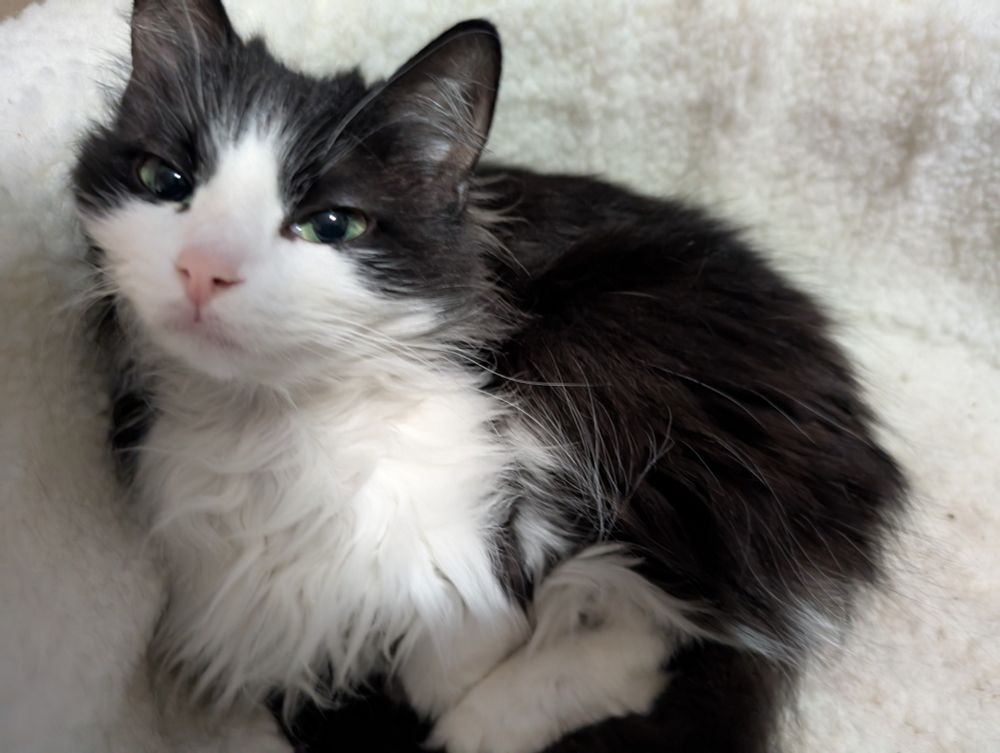 a very fuzzy and cute black and white cat