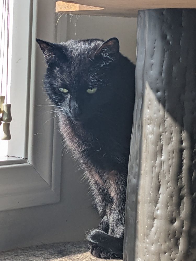 Kaia the black cat looks down contemplating a yawn