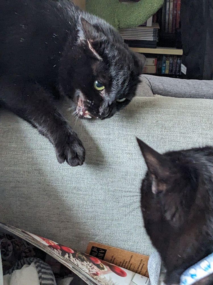 Kaia the black cat is perturbed at Boris the other black cat trying to sit near her so she administers skippity paps of doom