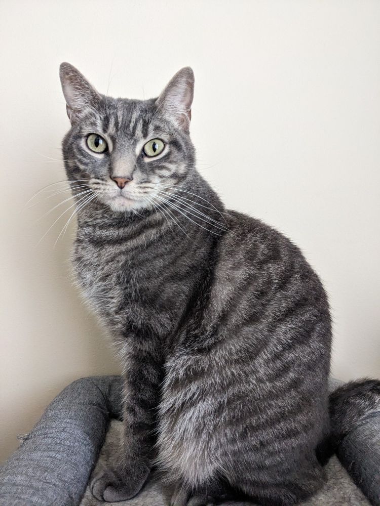 Gray tabby cat with green eyes named MewMew 