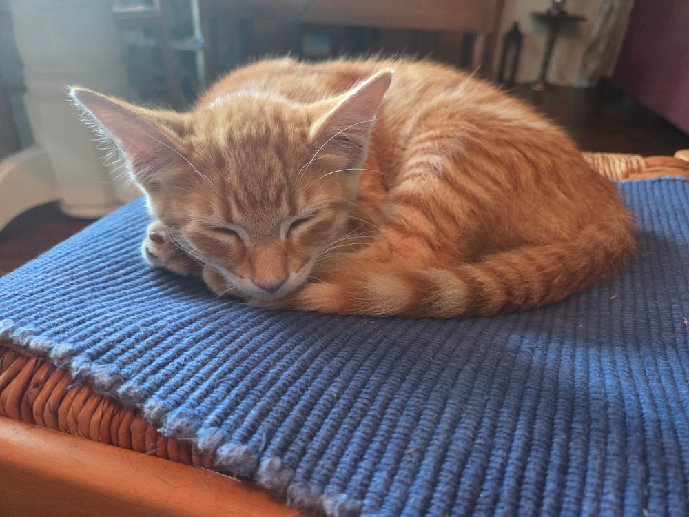 Handsome orange tabby kitten sleeping away the best years of his life