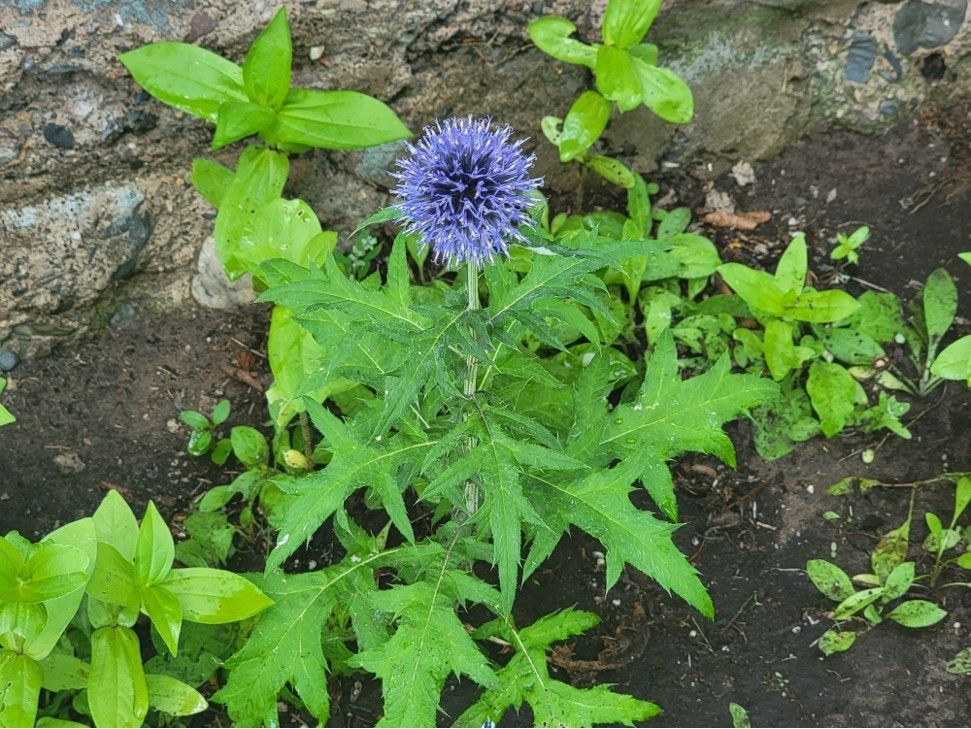 Purple globe thistle.