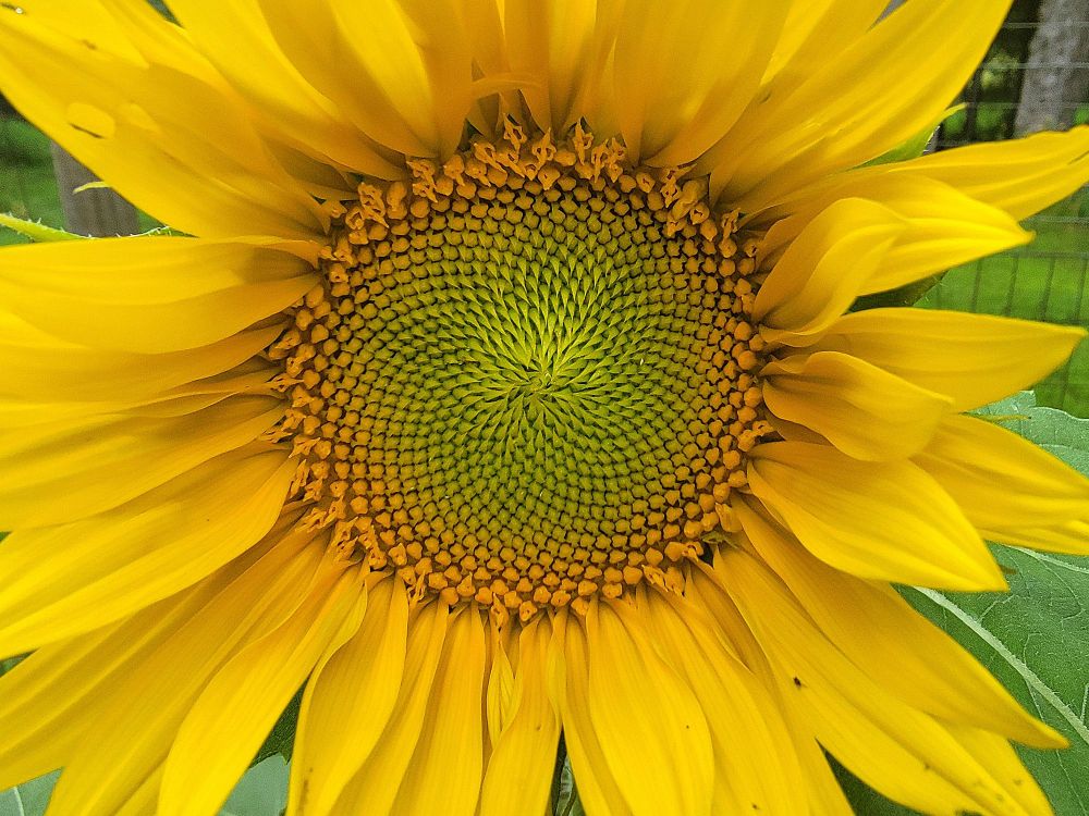 Close view of a sunflower.