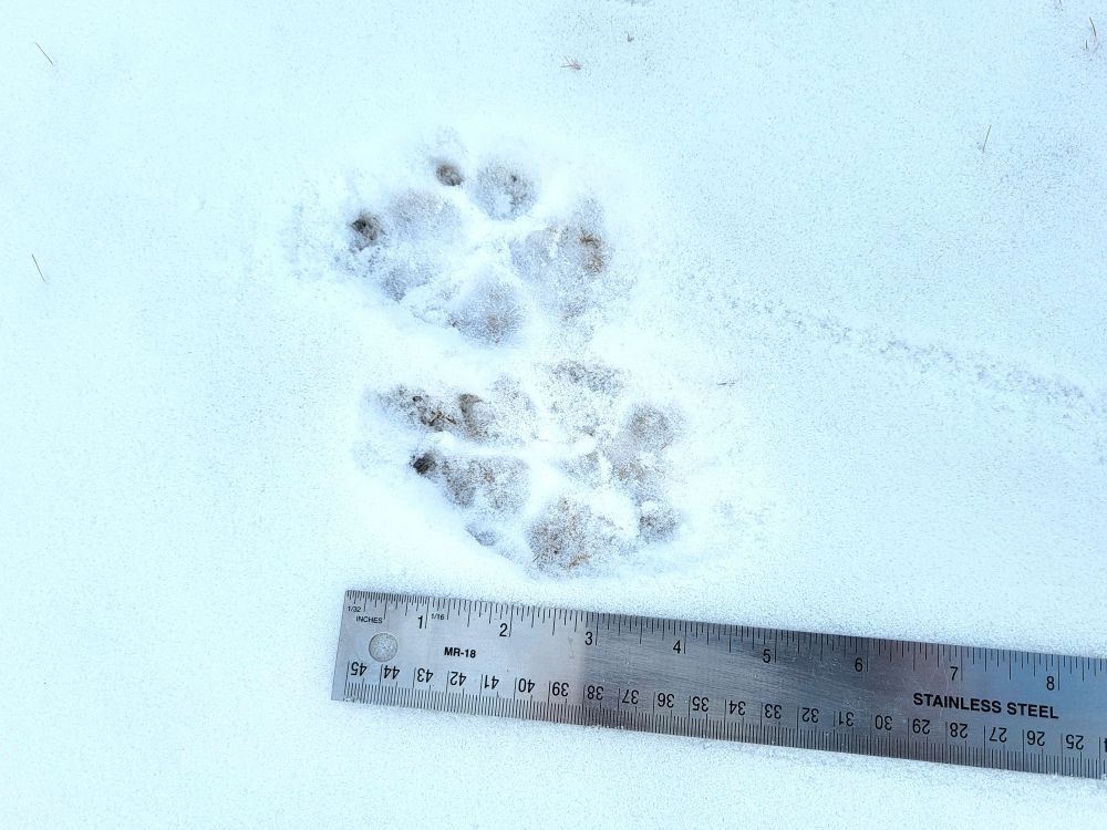 Wolf prints in snow next to a ruler.