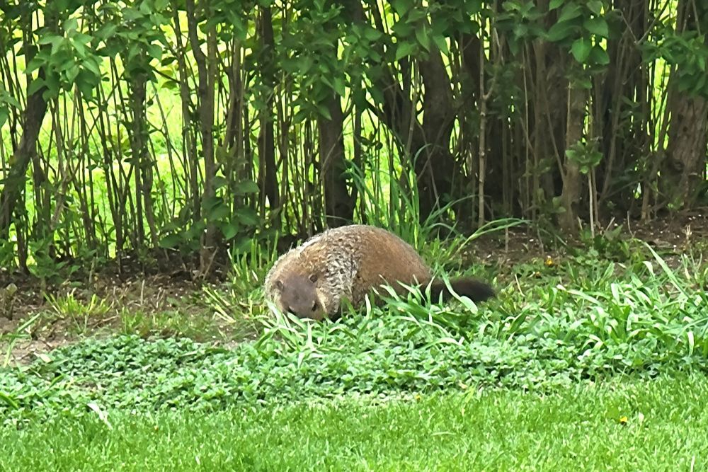 Woodchuck in herbs and lilac.