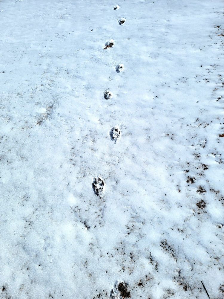 Paw prints in the snow.