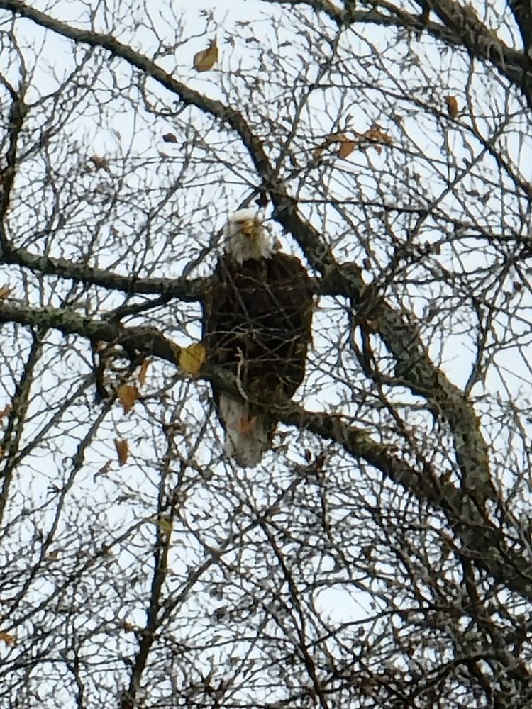 Bald eagle sitting in a tree, staring down at the viewer.