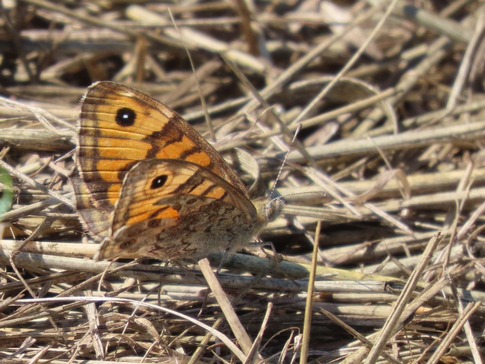 Wall Brown butterfly