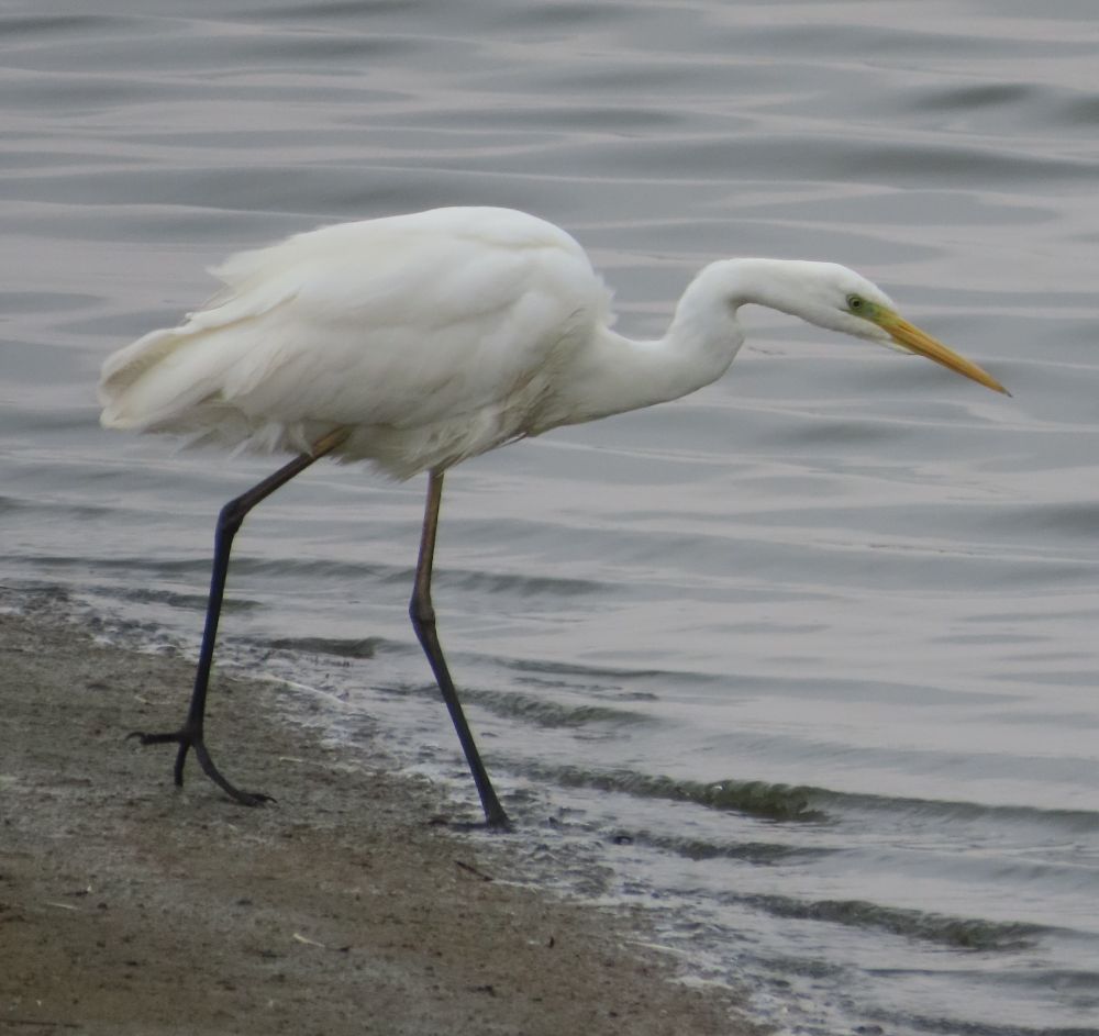 Great Egret