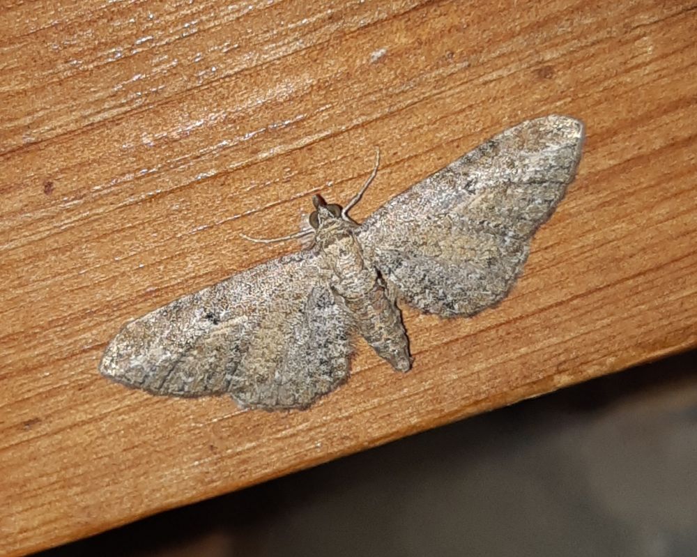 Yarrow Pug
