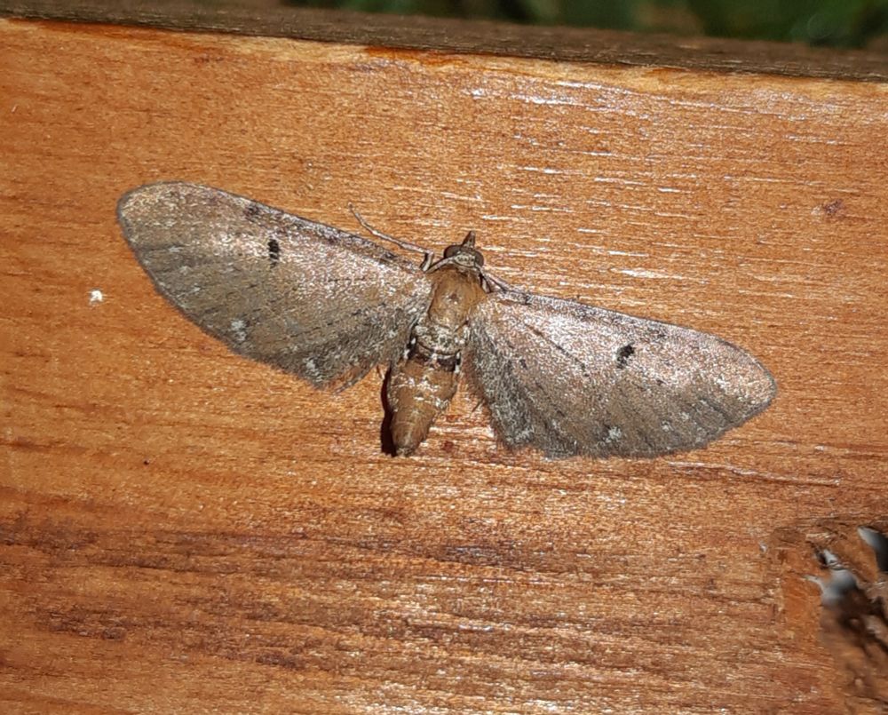 Wormwood Pug